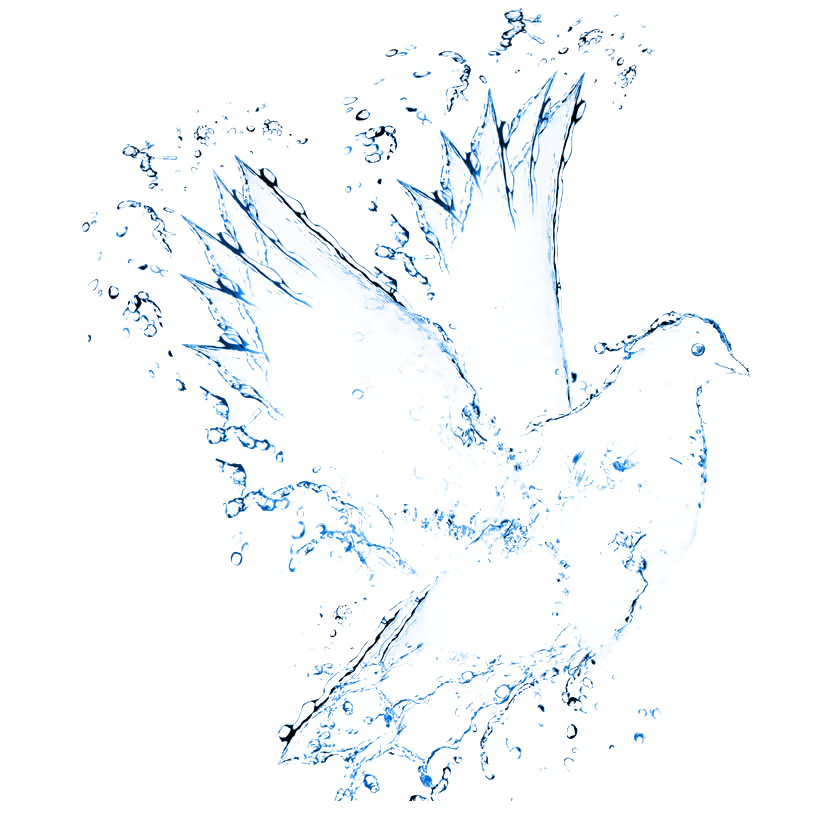 威均-賽鴿.鸚鵡